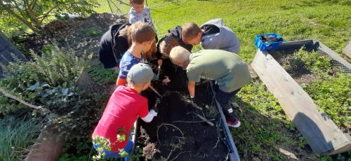 Sklizeň brambor na školní zahradě