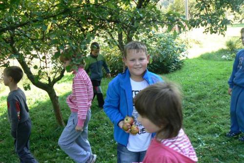 Sklizeň jablek na školní zahradě